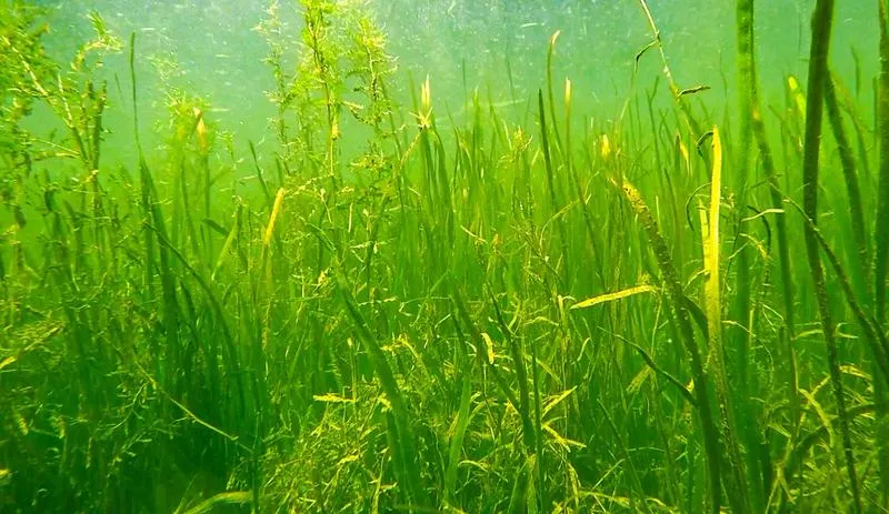 水生植物群落已然欣欣向榮.png