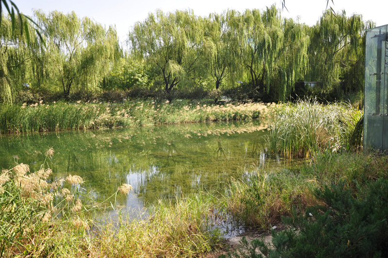水體生態(tài)修復調(diào)水養(yǎng)水